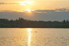 golden hour geese