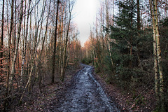 Im Vretholt, Waldweg (Wetter) / 25.02.2023