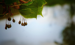 Herbst