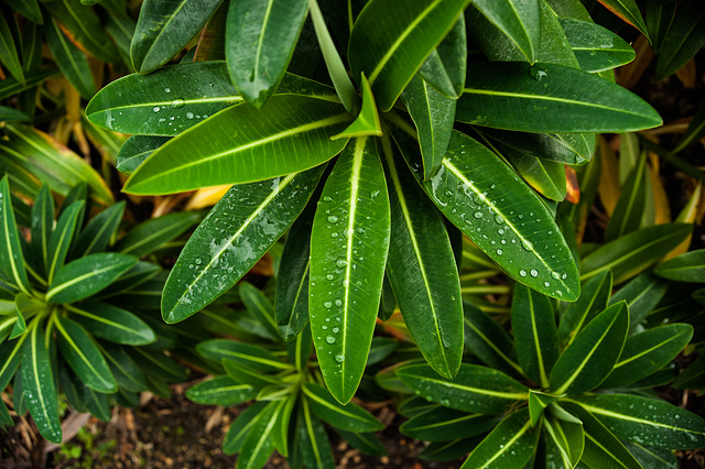 Raindrops