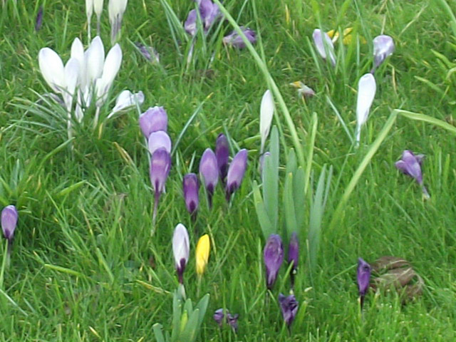 Lovely colours of the crocuses