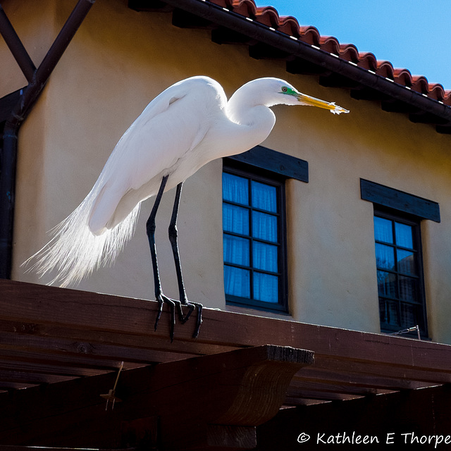 Great Egret