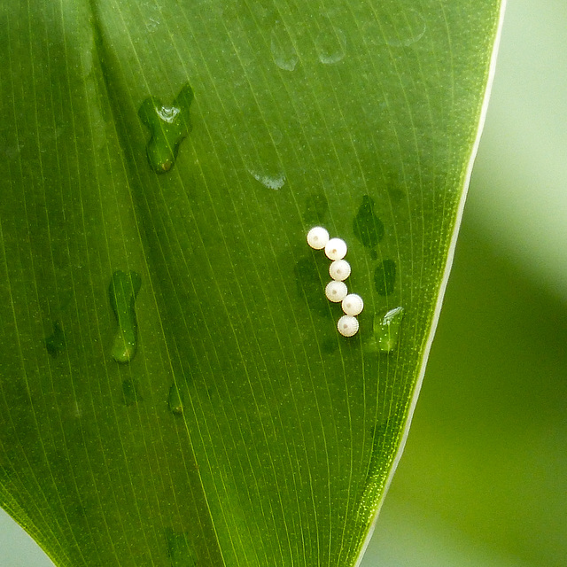 Butterfly eggs