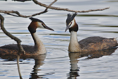 EF7A8379Greatcrestedgrebes