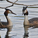 EF7A8379Greatcrestedgrebes