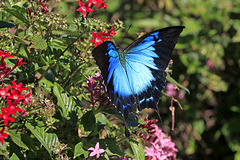 Ulysses Butterfly