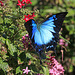 Ulysses Butterfly