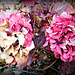 les hortensias couleurs d'automne