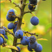 Blauwzuur--(Prunus  Spinosa)