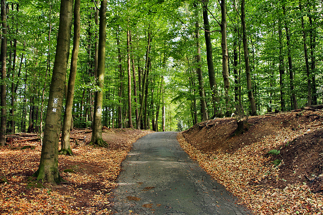 Berger Weg im Wald (Hattingen-Elfringhausen) / 25.08.2018