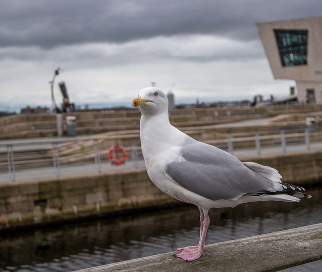 Gull at the waterfront, Liverpool