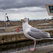 Gull at the waterfront, Liverpool