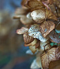 DSC08609 (3) 1
