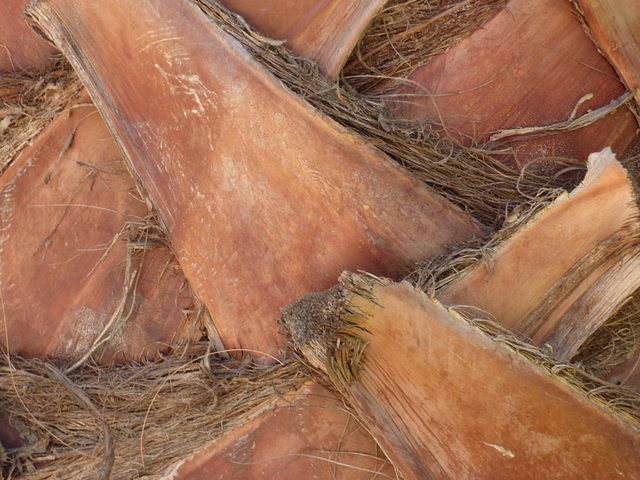 Placas de una palmera