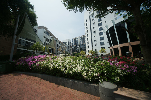 Flowers In Singapore