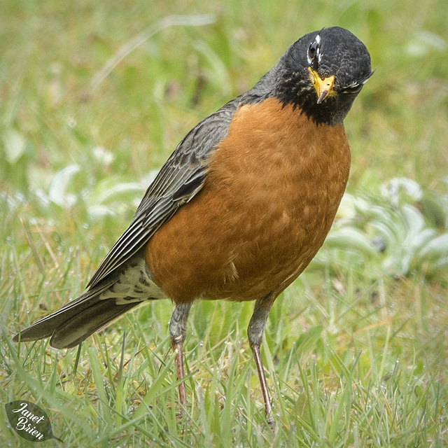 American-Robin-Listening-for-Worms