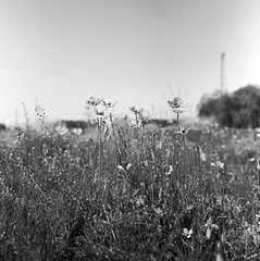 Poppies