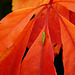 Rhododendron-Zikade