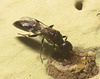 IMG 9875 Wasp-3