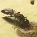 IMG 9875 Wasp-3