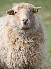 Dauerwelle