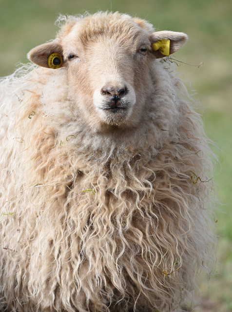 Dauerwelle