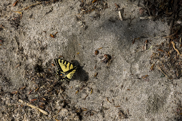 Canadian Tiger Swallowtail Butterfly (Papilio canadensis)