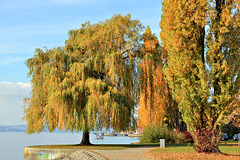 Herbst am Bodensee - Meersburg