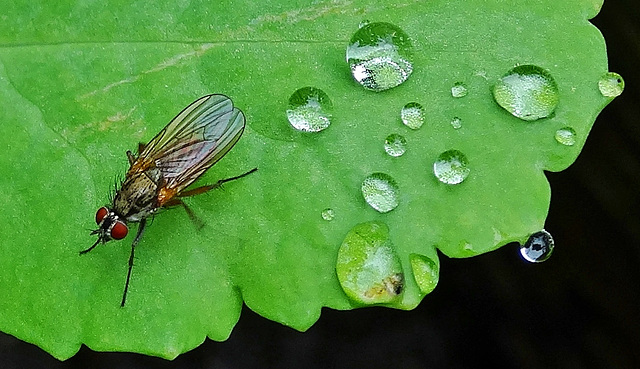 Fly and raindrops