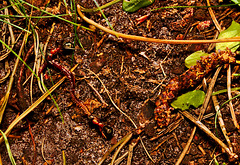 Ants carrying a centipede IMG_0832