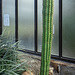 Trichocereus Pachanoi