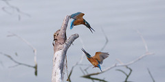 prise de bec entre martins pêcheurs 08-2019