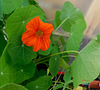 Capucine **********sur mon balcon********