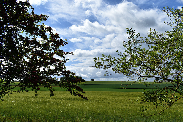 Wolkenreich...