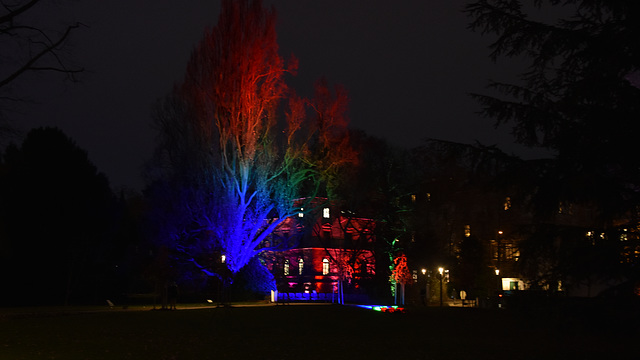 Lichter im Palmengarten