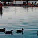 Ducks in the pool - Valletta