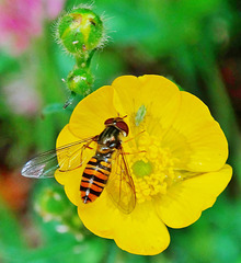 Hoverfly