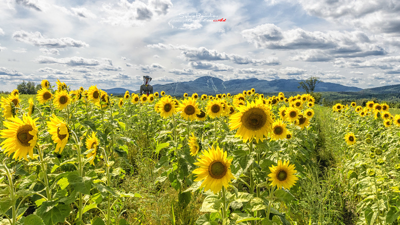 Bal des tournesols IMGP2330