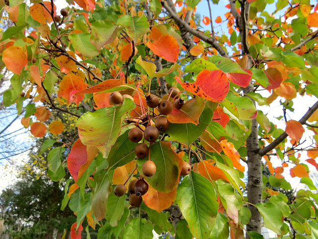 Our ornamental pear tree