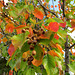 Our ornamental pear tree