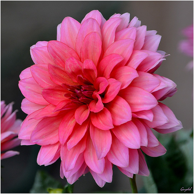 Dahlia