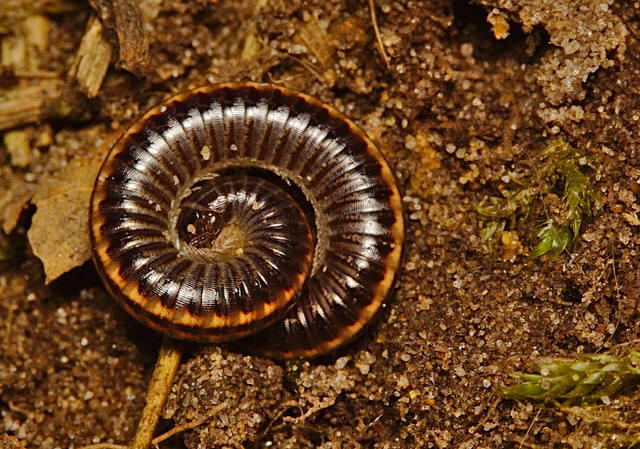 Millipede IMG_0803