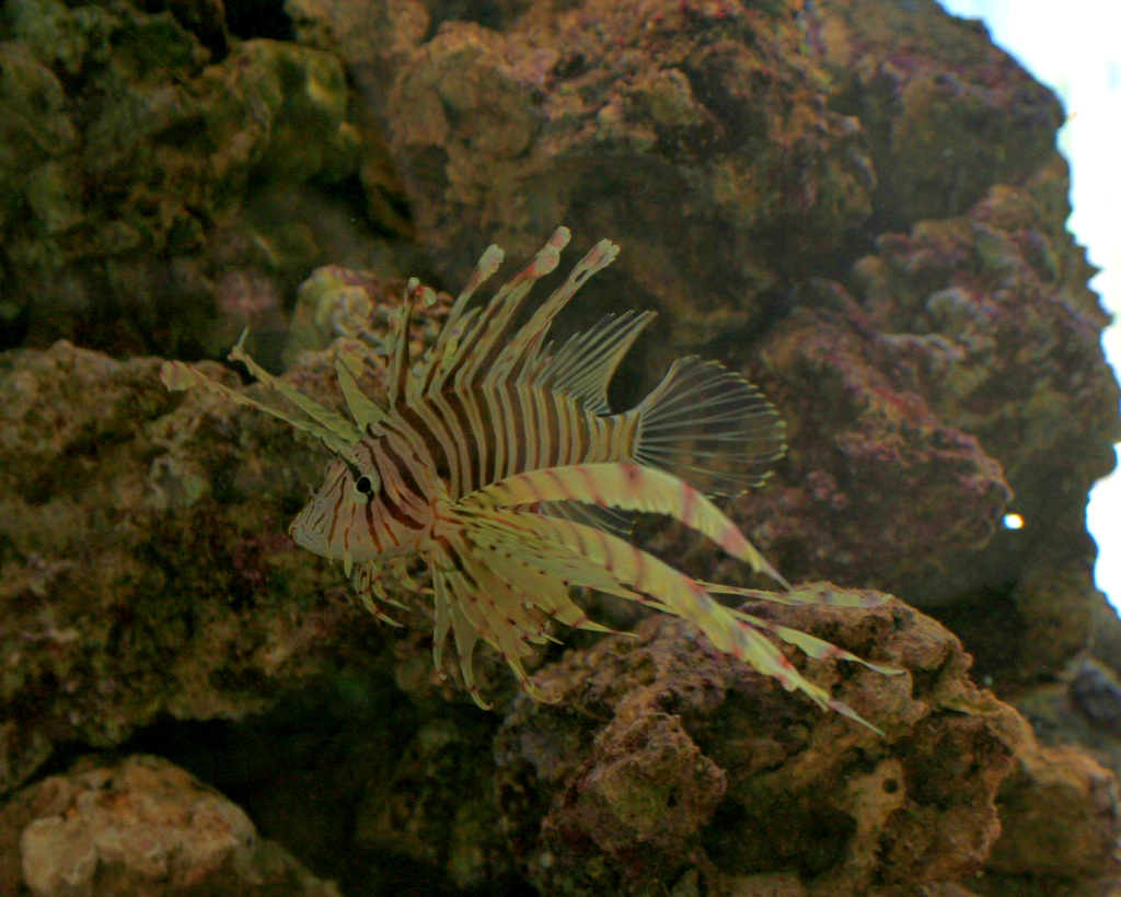 Poisson d'avril!