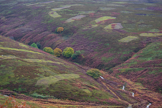 Moorland colours in the rain