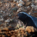 Namibia, Honey Badger is the Most Fearless Animal