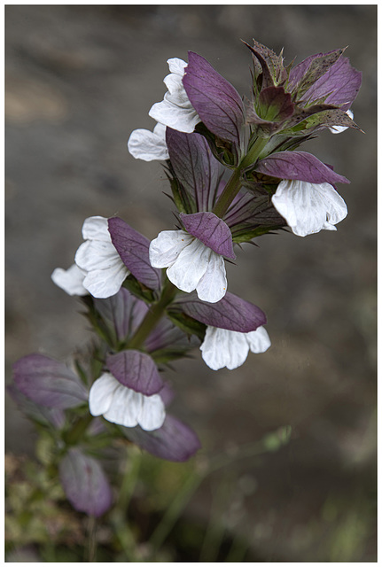 Acanthus mollis