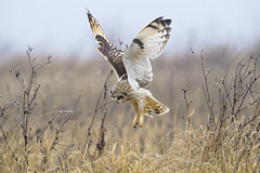 Hibou en chasse - short eared Owl hunting