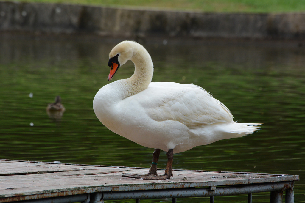 Bulgaria, Blagoevgrad, The White Swan