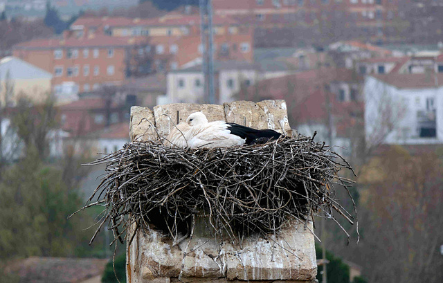 Zamora - Stork