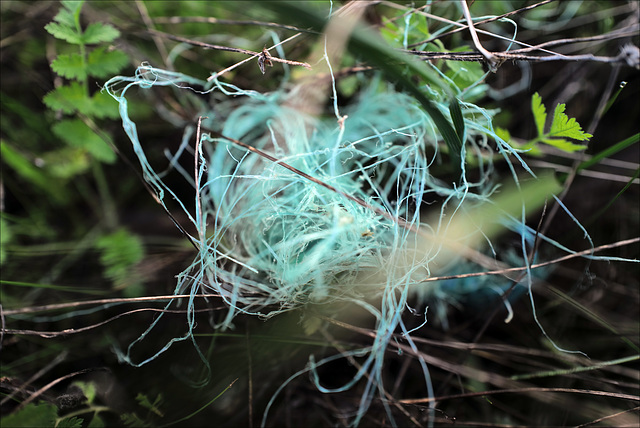 Blue rope nest